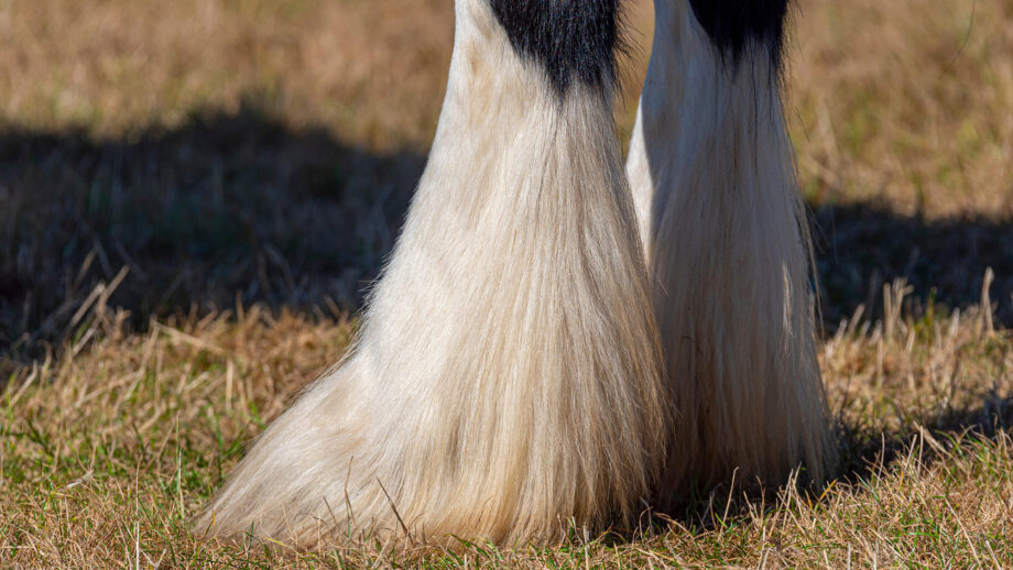 comment-reconnaitre-identifier-gale-chevaux