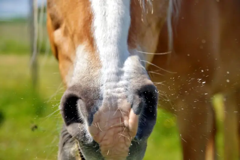 comment-soigner-asthme-cheval