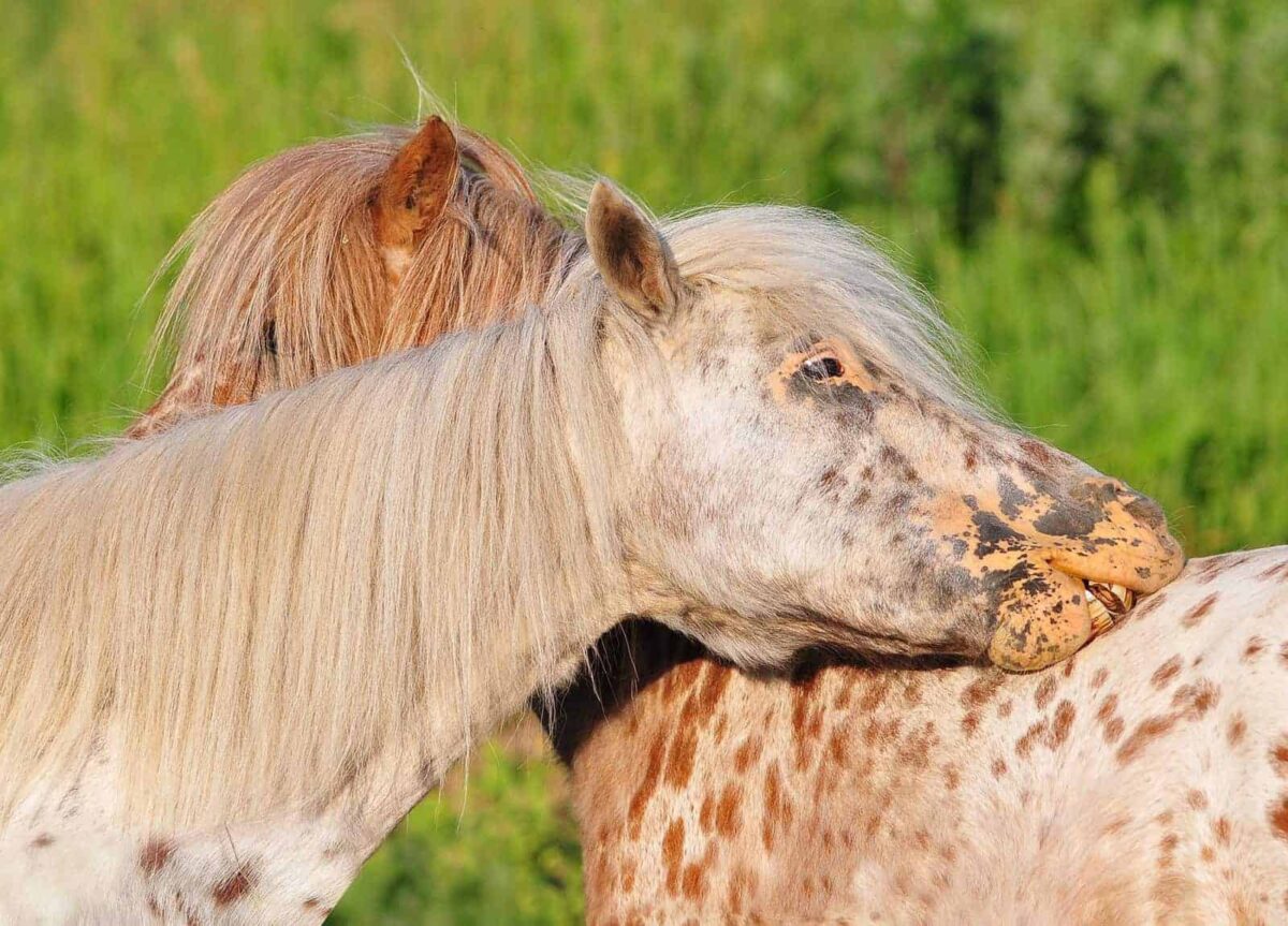 comment-soigner-coup-de-soleil-cheval