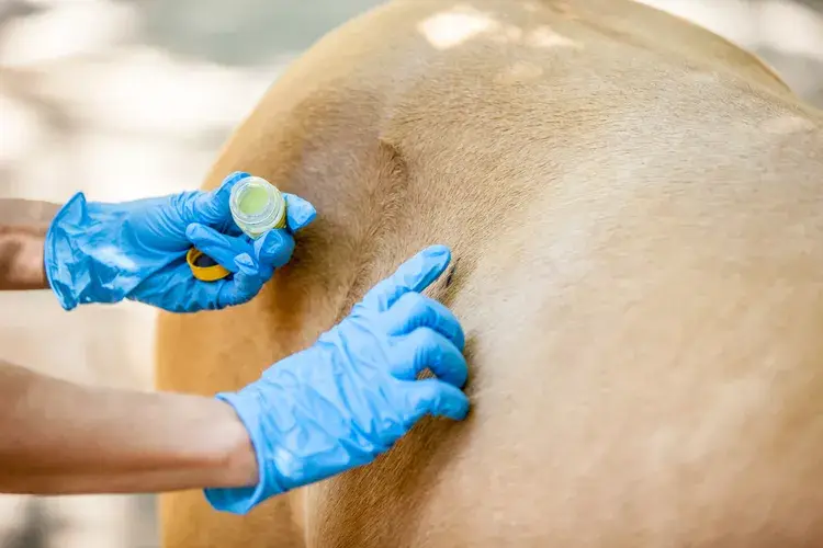 comment-traiter-gale-chorioptique-cheval butox