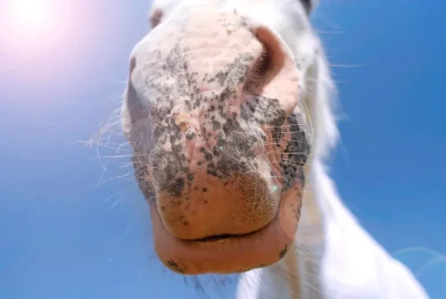 coup-de-soleil-cheval