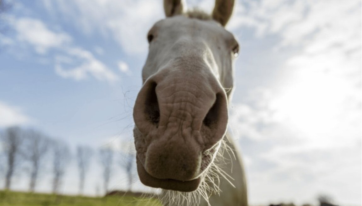 coup-de-soleil-cheval-blanc-nez-que-faire