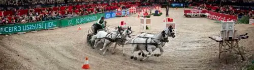 coupe-des-nations-attelage-kladruby-victoire-belgique