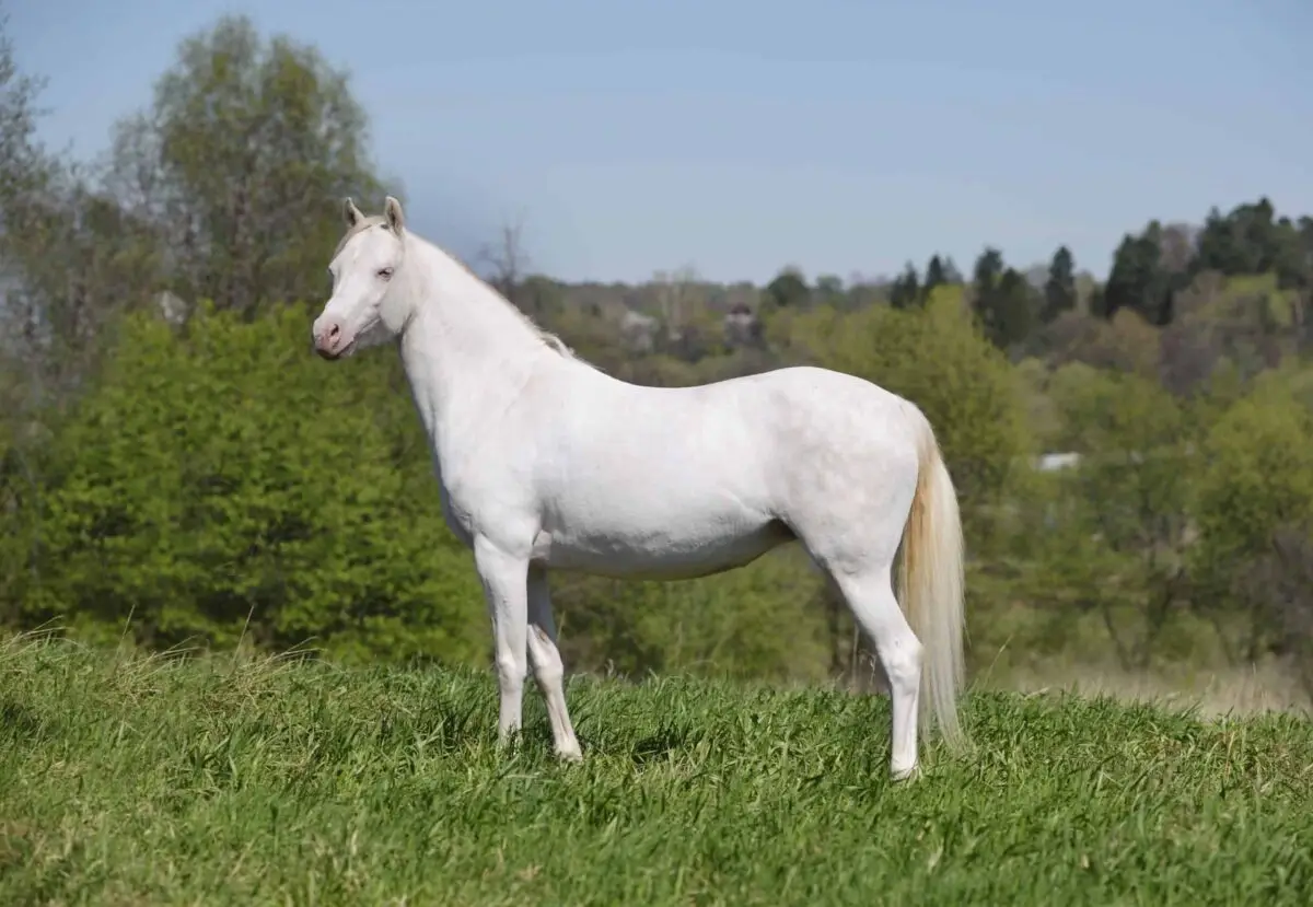 cremello-robe-cheval-caracteristiques-origine-nuances-prix
