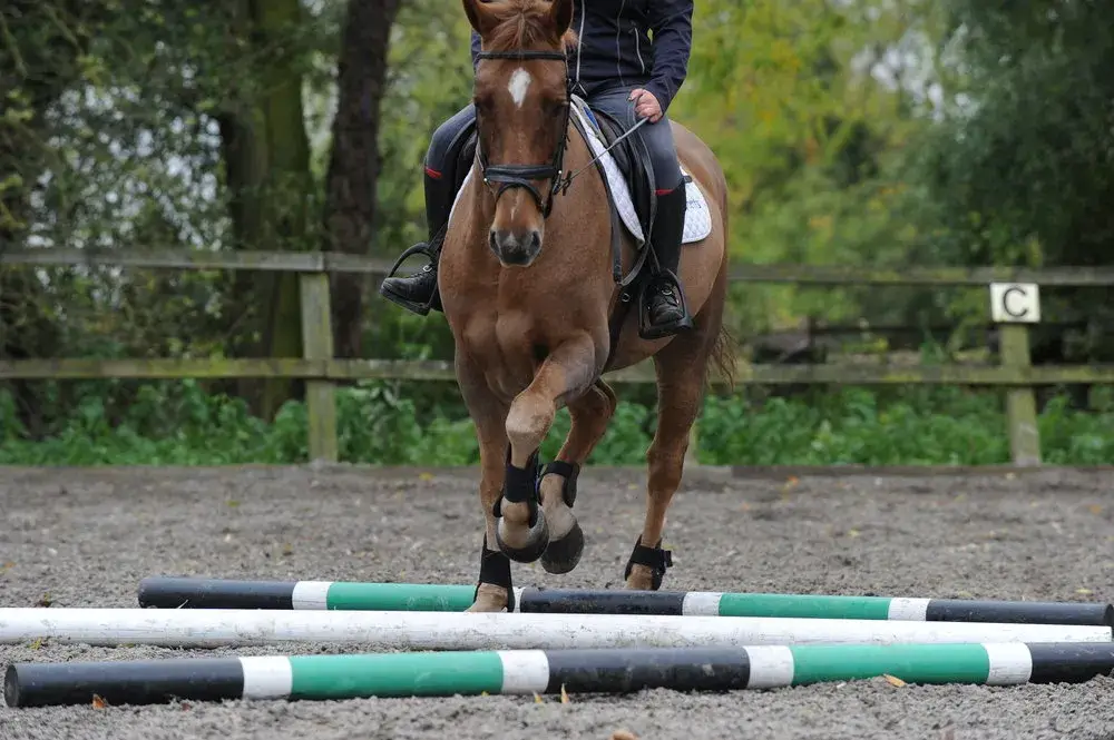 distance-barre-au-sol-au-galop-en-pied
