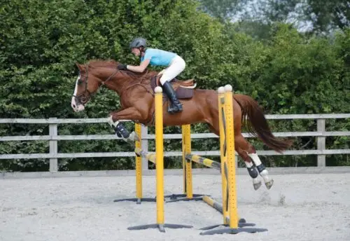 distance-sauts-de-puce-cheval