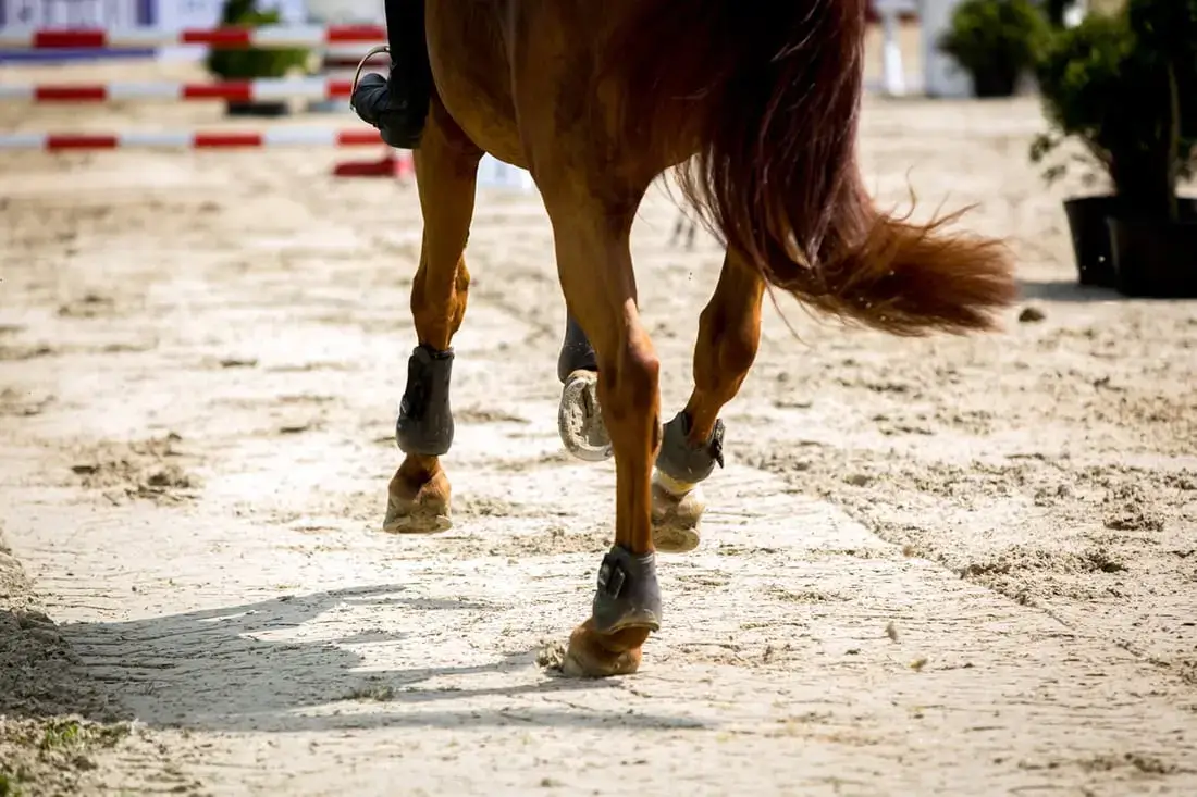 eparvin-jarret-cheval-causes-symptomes-traitement