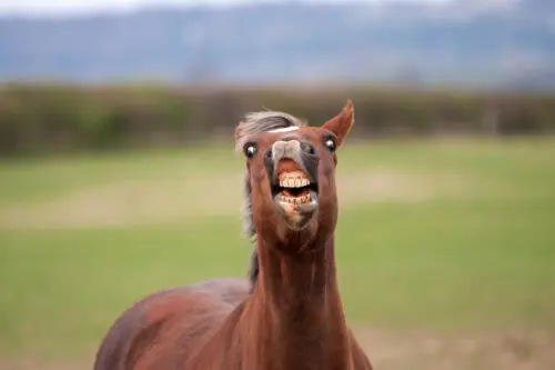 flehmen-cheval-causes-signification