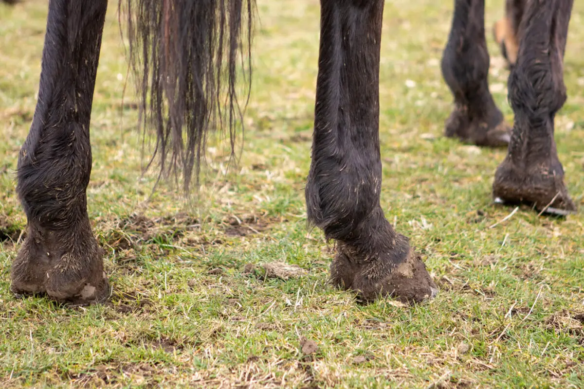 gale-chorioptique-cheval-causes-symptomes-traitement