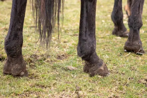gale-chorioptique-cheval-causes-symptomes-traitement