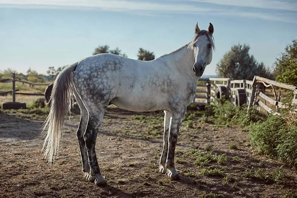 gastricalm-cheval-liquide