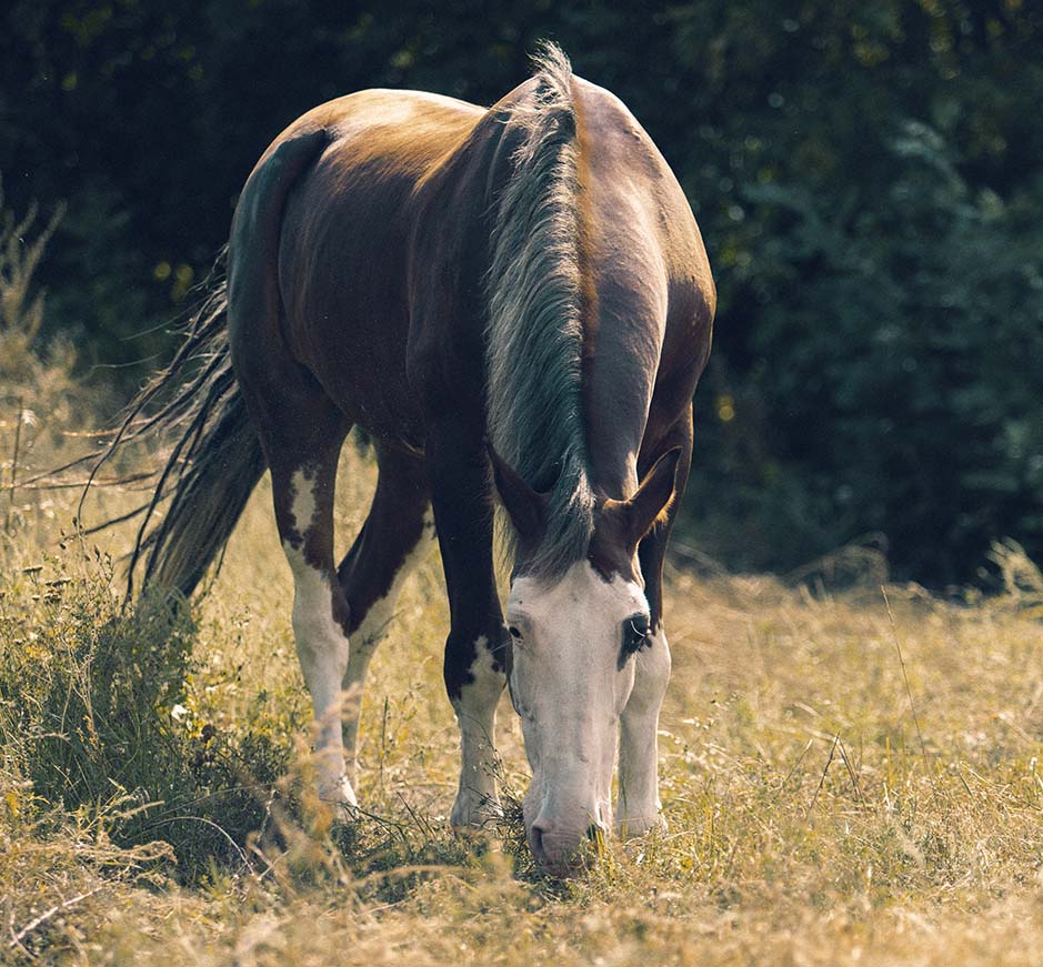 gastricalm-cheval-utilisation-prix-avis