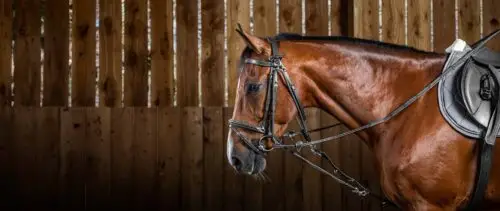 gogue-cheval