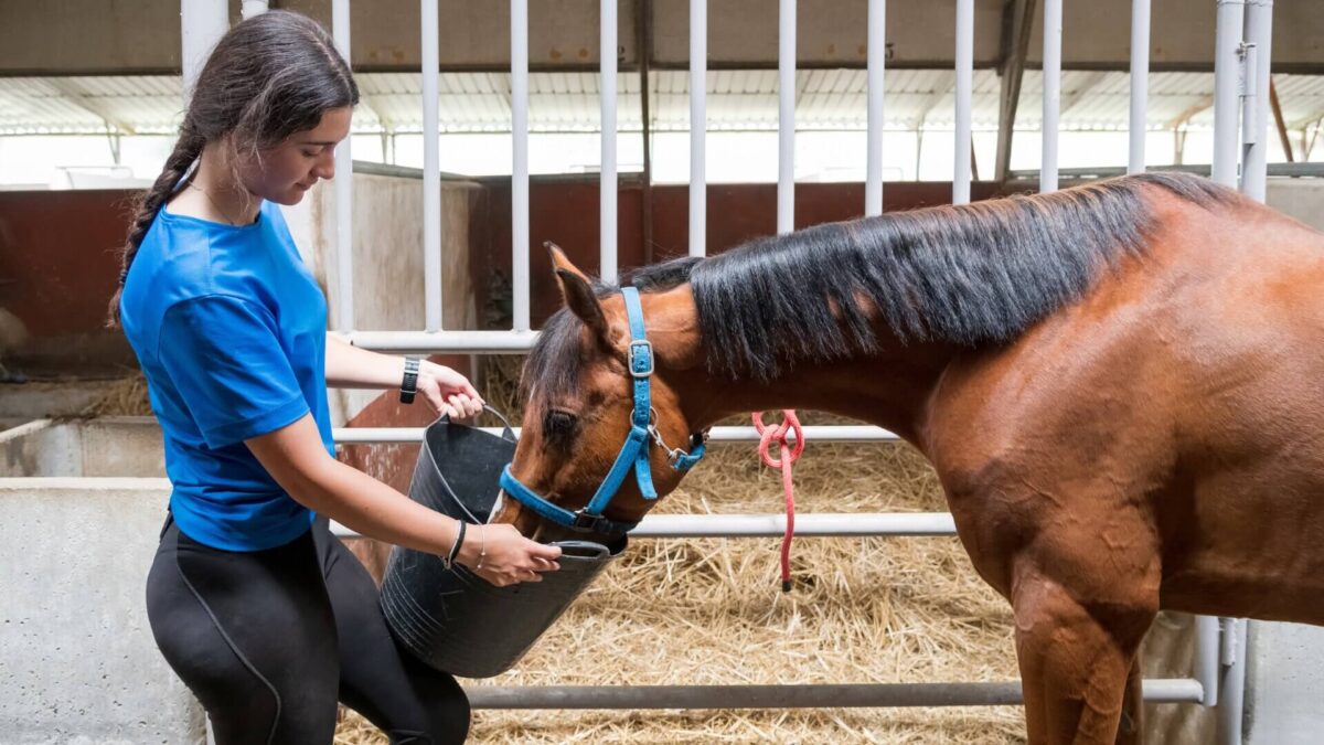 graine-de-lin-cheval-quantite-par-jour