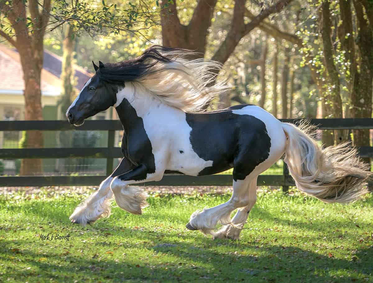 gypsy-vanner-cheval-origine-prix-taille
