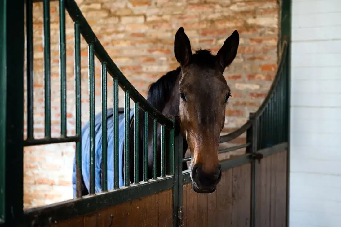 harper-australien-cheval-causes-symptomes-traitement