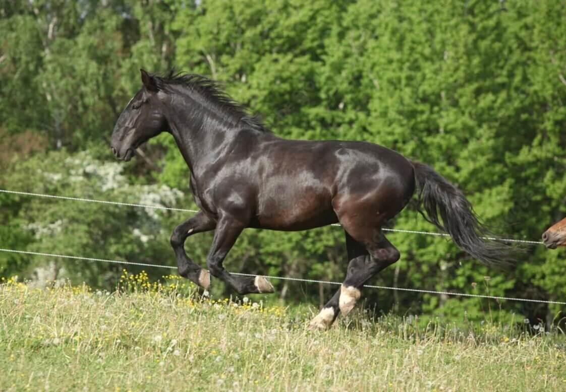 kladruber-cheval-origine-prix-taille