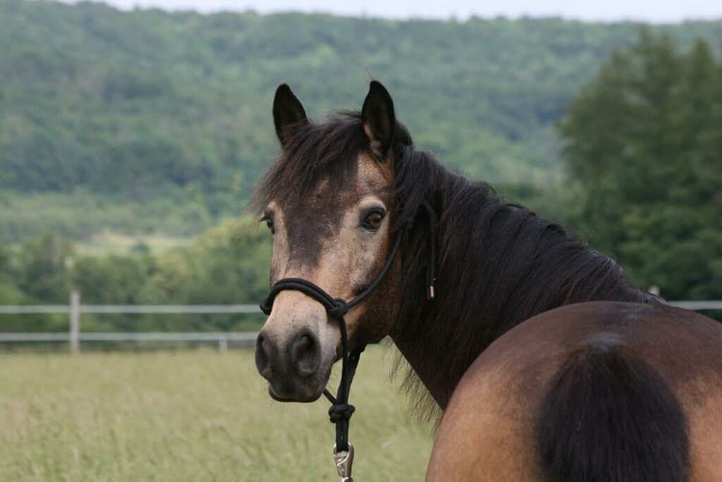 louvet-robe-cheval-caracteristiques-origine-nuances-prix