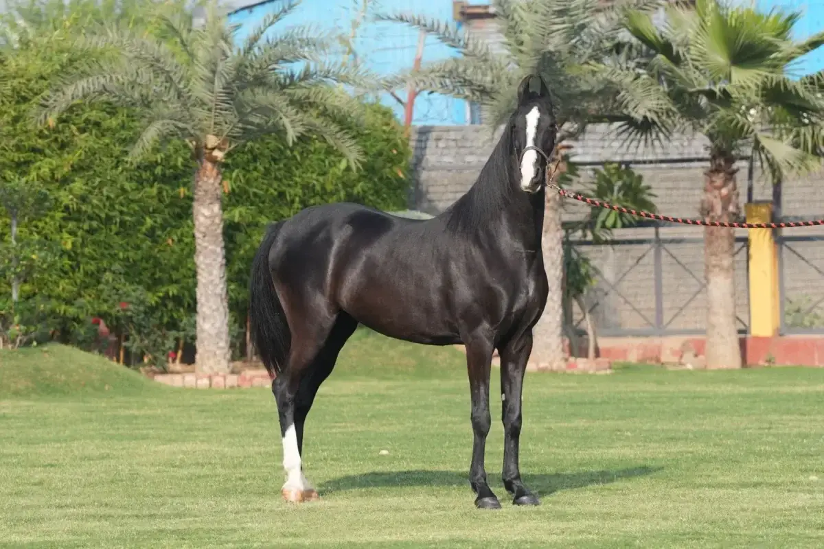 marwari-cheval-origine-prix-taille