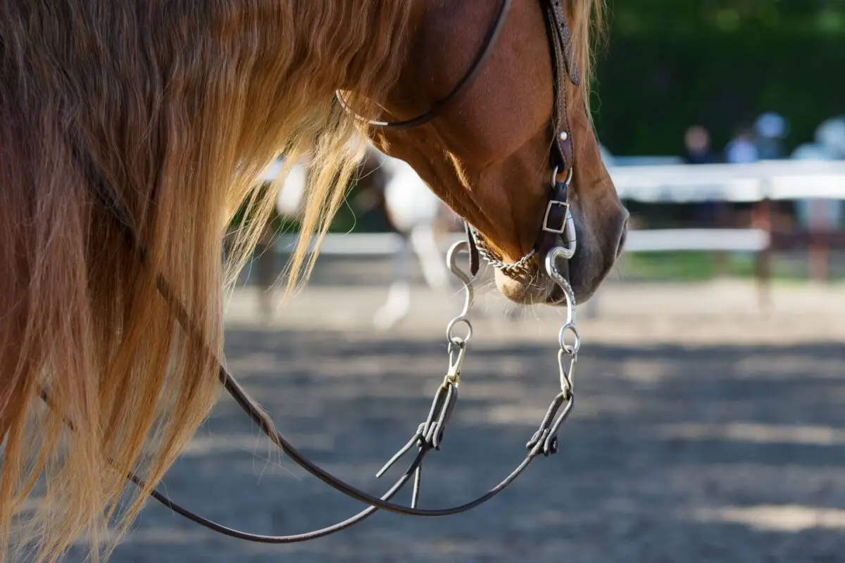 mors-equitation-effets-differences