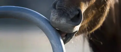 morsure-de-cheval