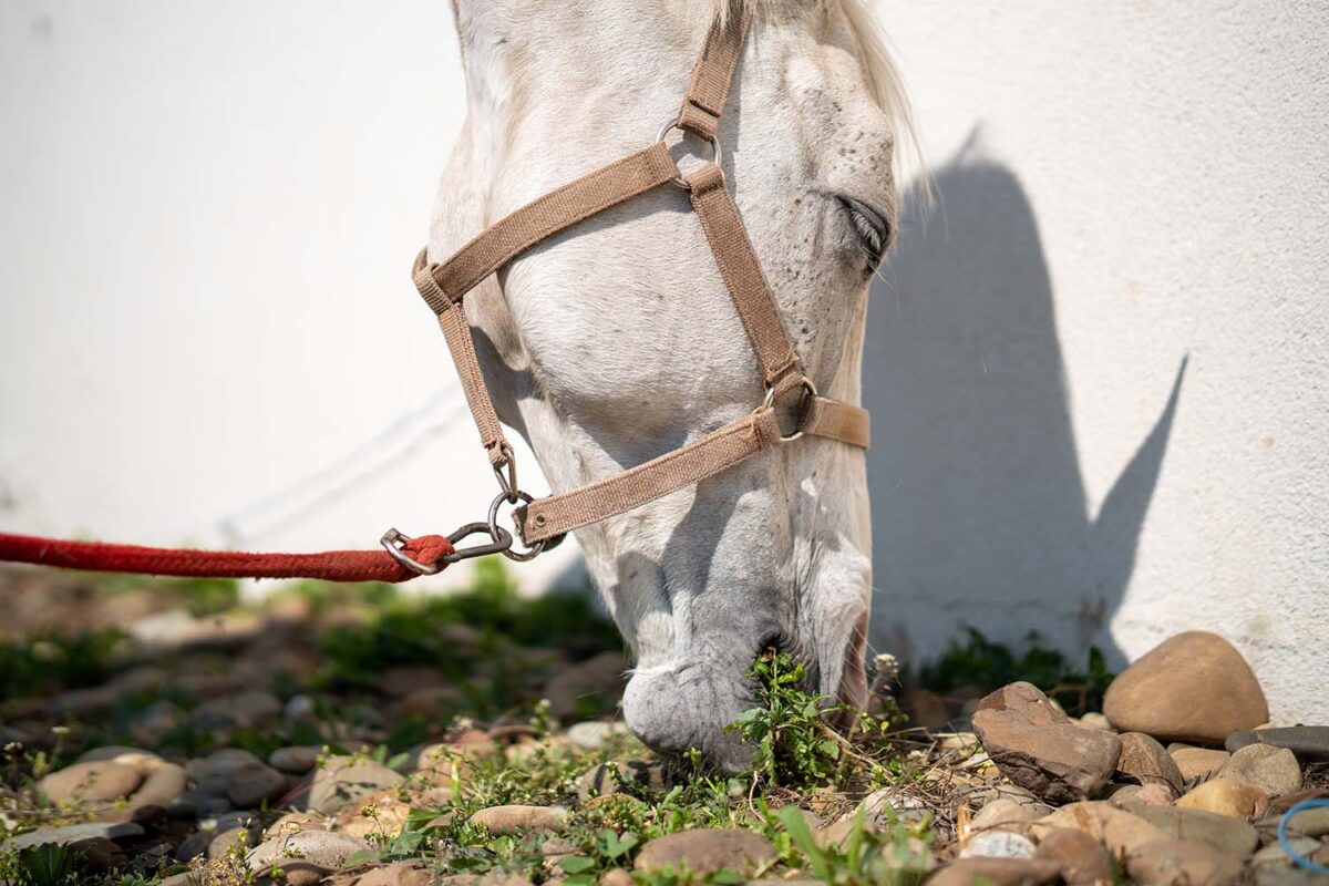 morsure-de-cheval-quand-consulter