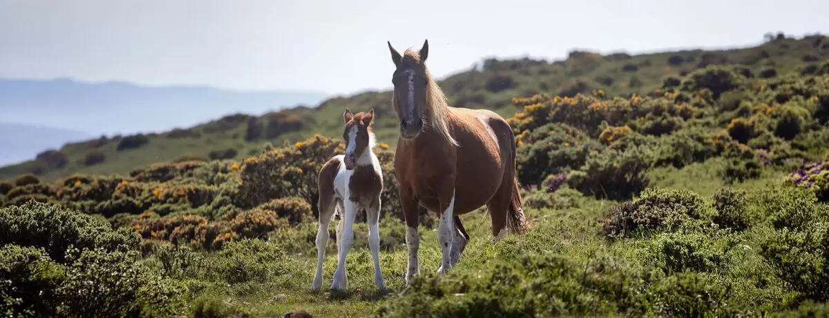 nom-de-cheval-en-r