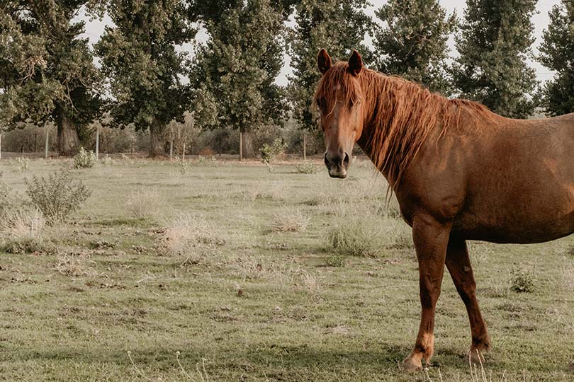 nom-de-cheval-en-r-idées-prénoms-originales