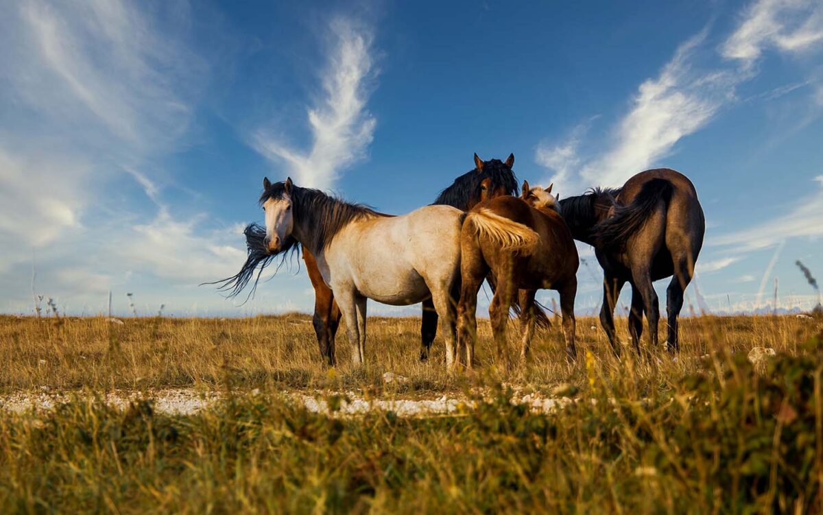 nom-de-poney-en-r