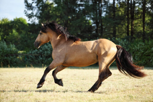 paso-fino-cheval-origine-prix-taille