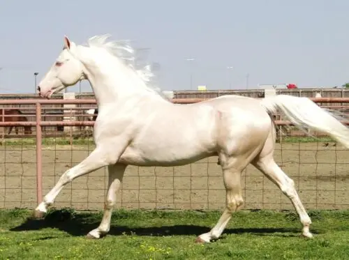 perlino-robe-cheval-caracteristiques-origine-nuances-prix