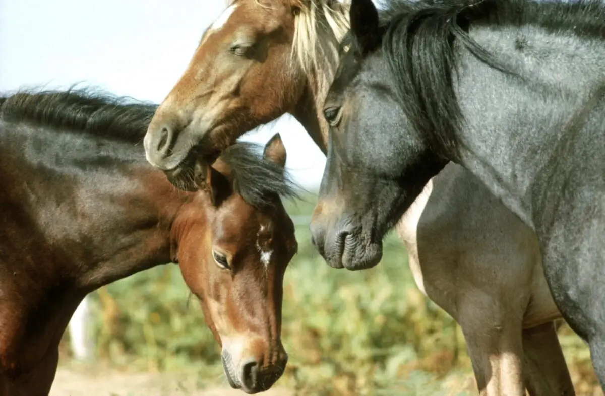 pourquoi-cheval-dort-debout