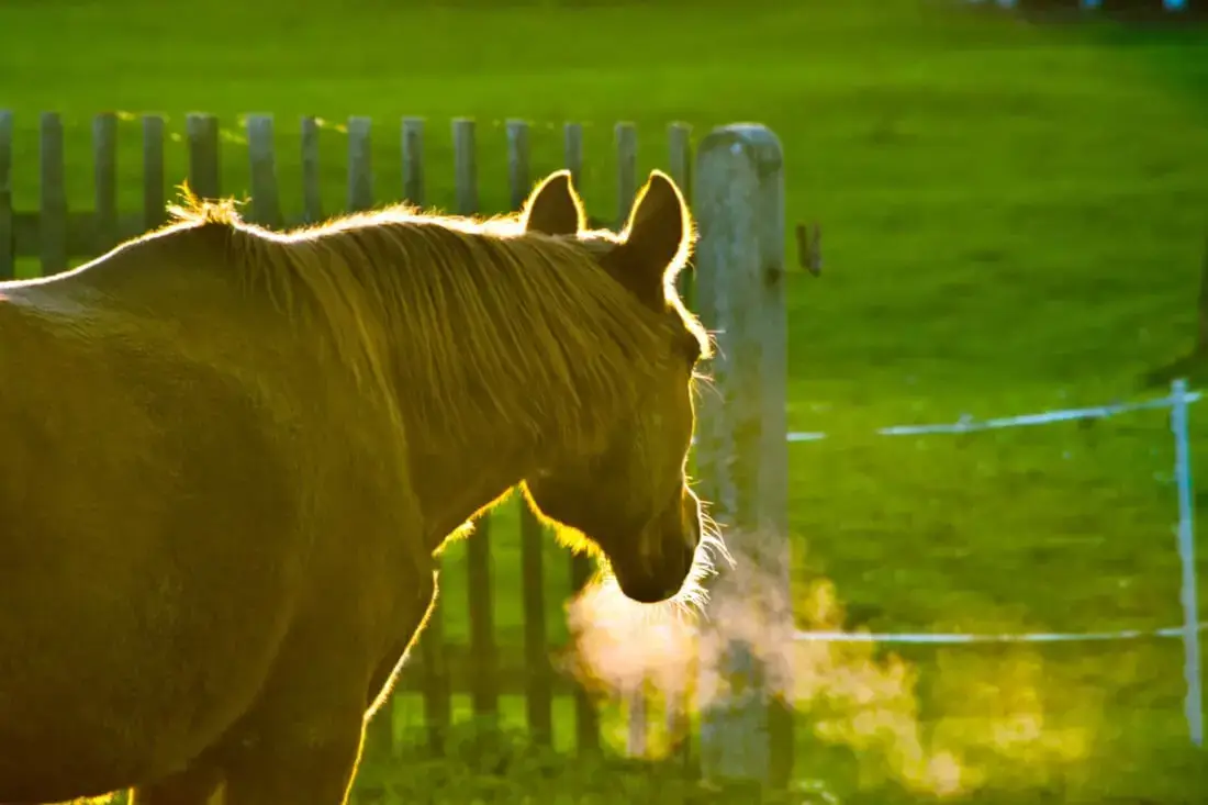 pourquoi-cheval-respire-vite-au-repos-chaleur