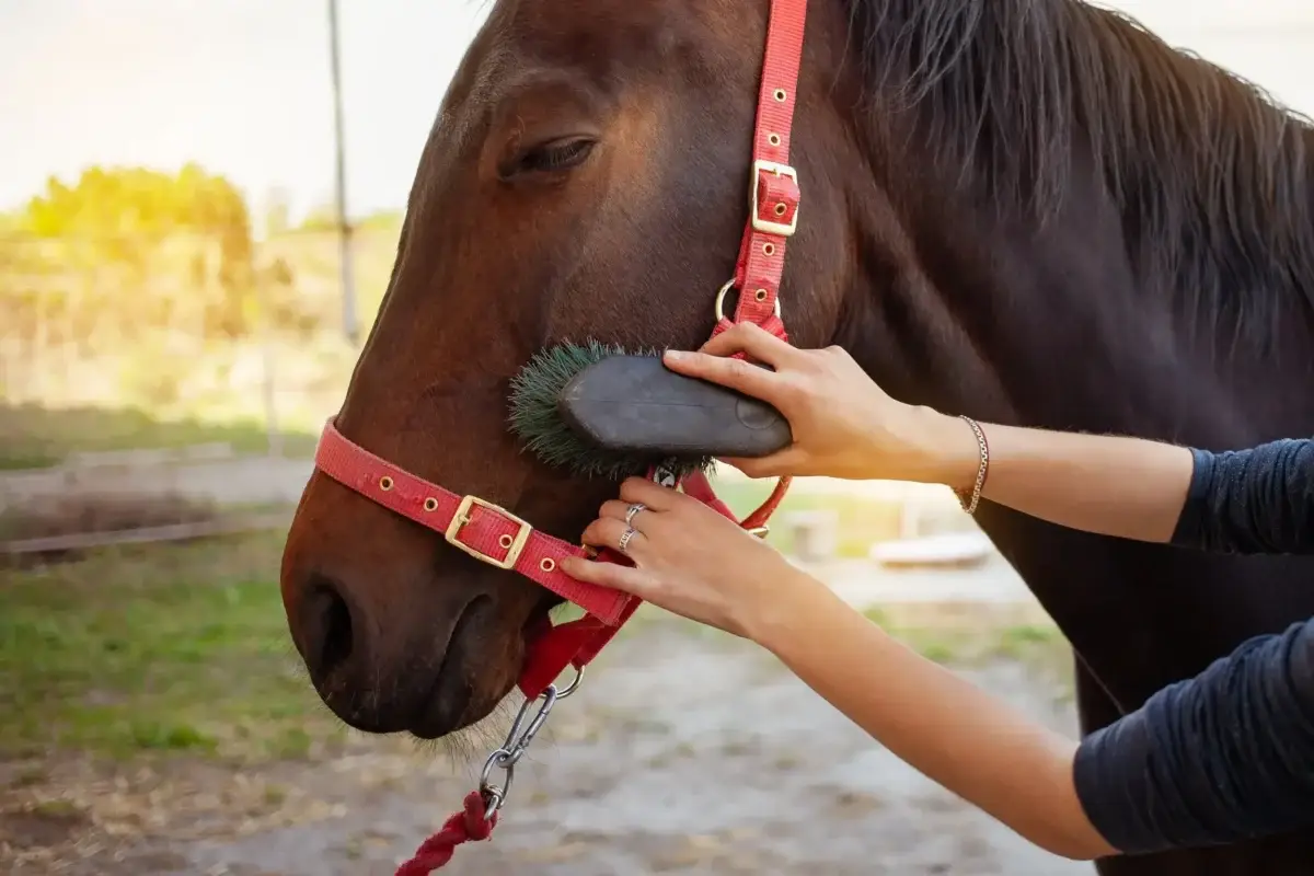 pourquoi-et-comment-panser-un-cheval