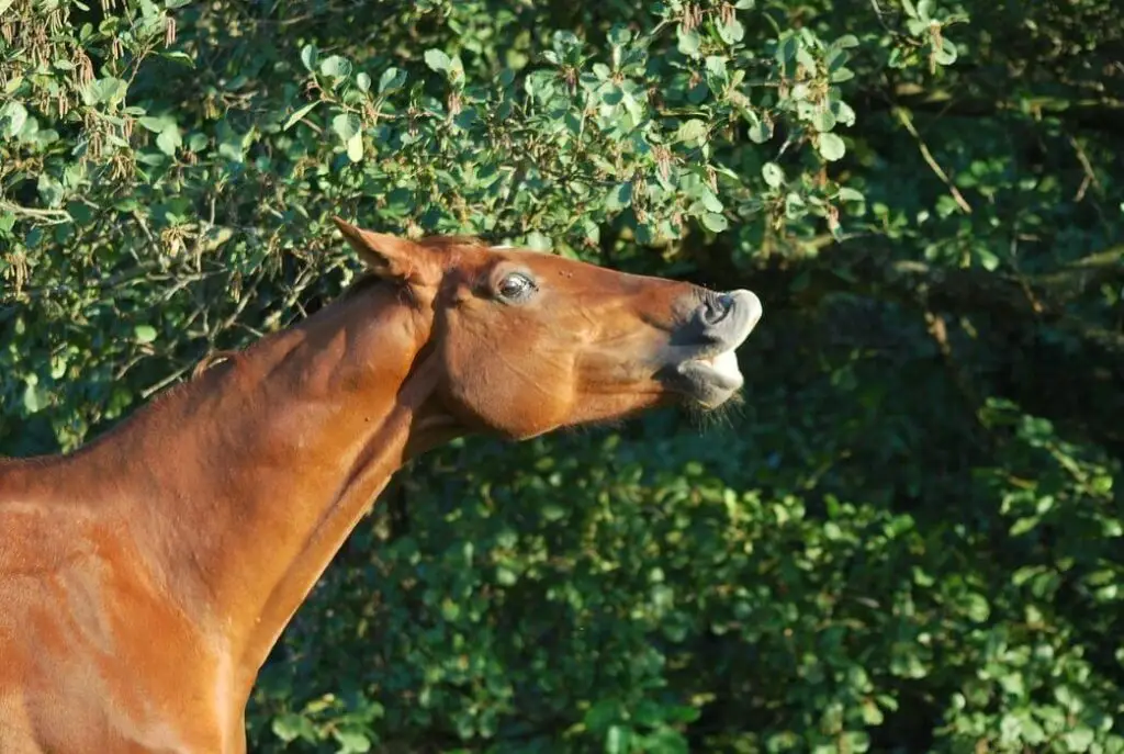 pourquoi-mon-cheval-fait-le-flehmen
