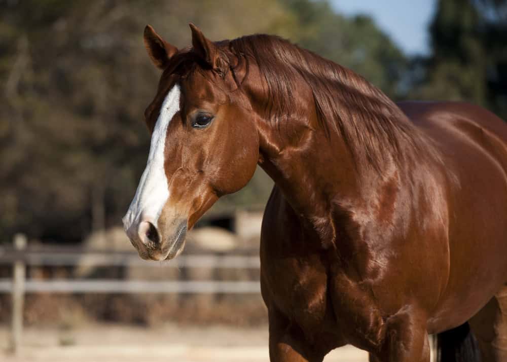 principales-races-chevaux