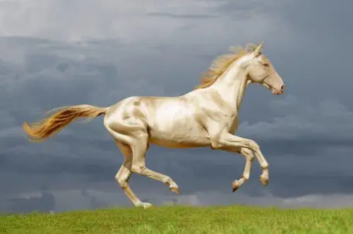 prix-cheval-akhal-teke