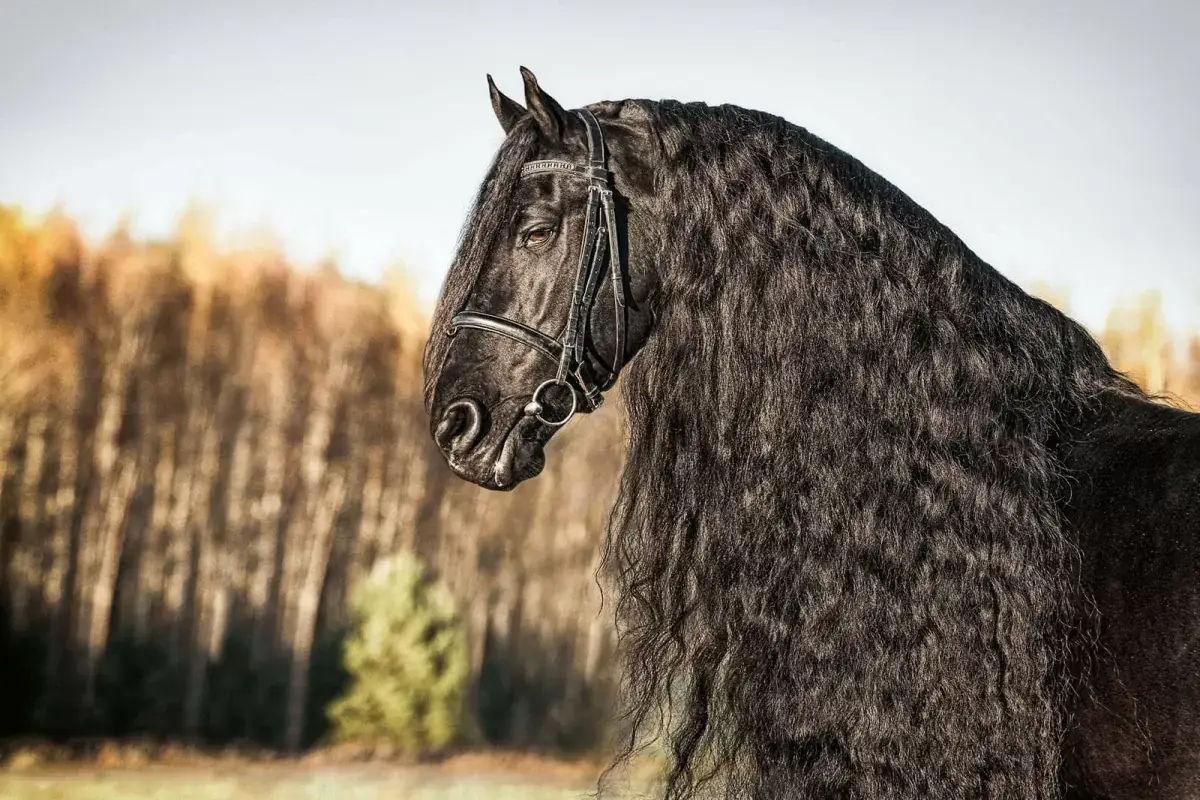 prix-cheval-frison