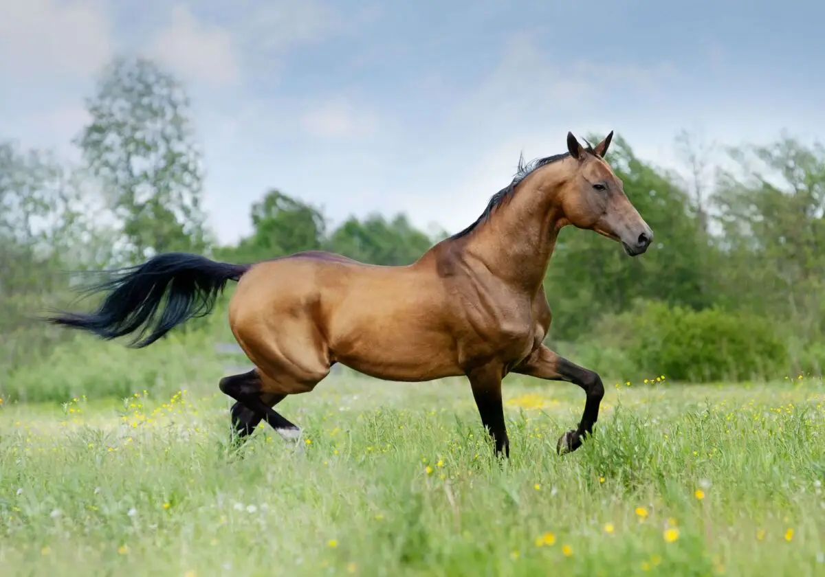 prix-moyen-akhal-teke-dore