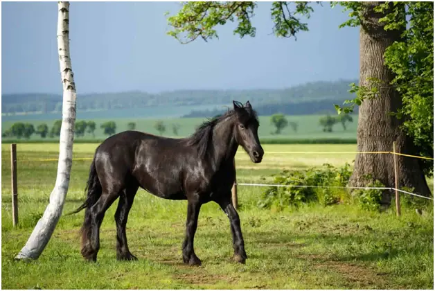 prix-moyen-cheval-arabo-frison