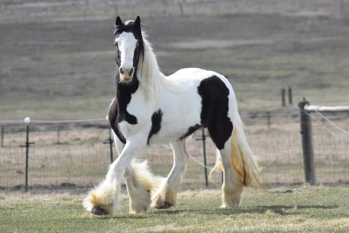 prix-moyen-cheval-gypsy-vanner