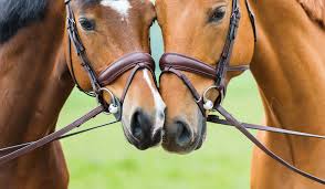 quel-mors-choisir-pour-cheval