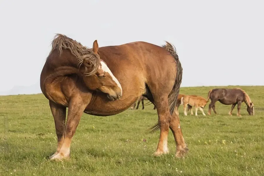 quelle-dose-omeprazole-cheval-ulcere