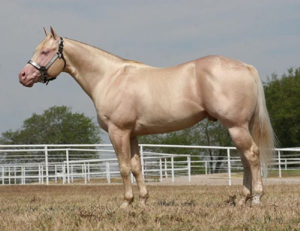race-cheval-cremello-rare