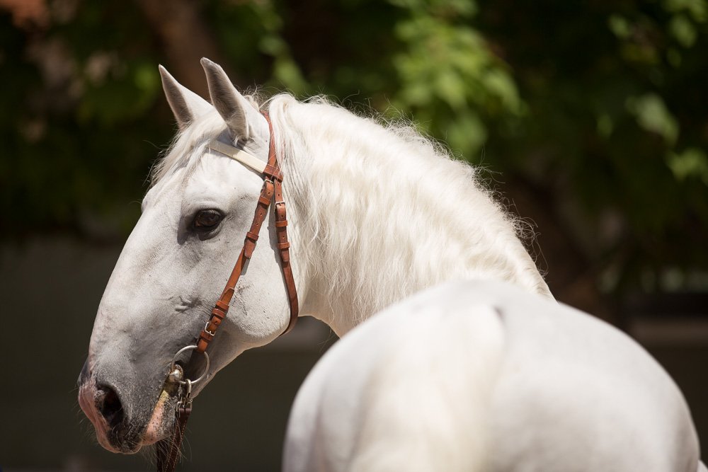 race-cheval-kladruber-caracteristiques
