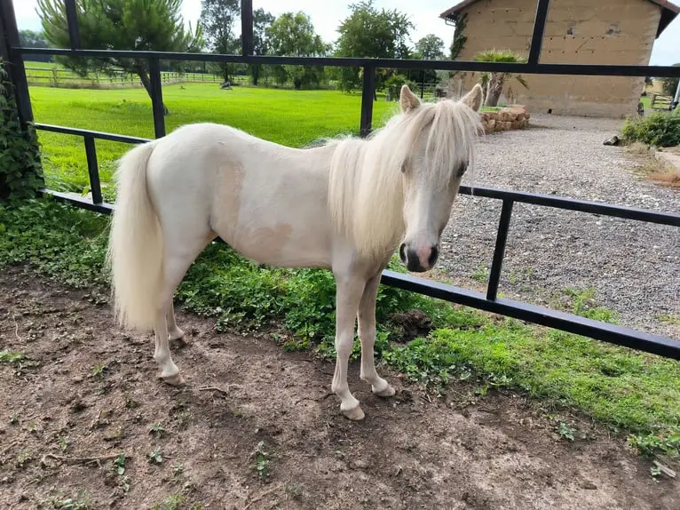race-cheval-le-plus-petit