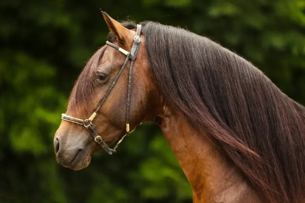 race-cheval-paso-fino-caracteristiques-poids-prix