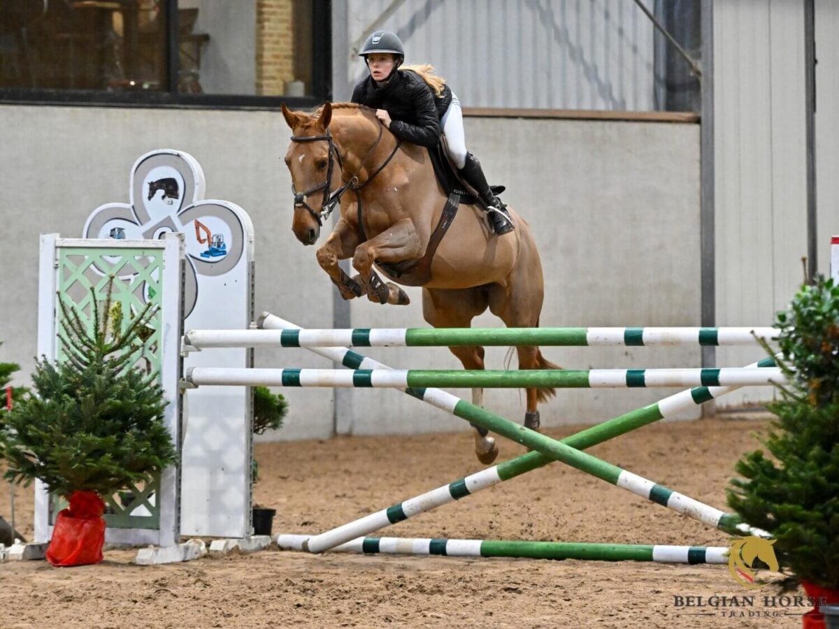 race-cheval-sport-belge-sbs
