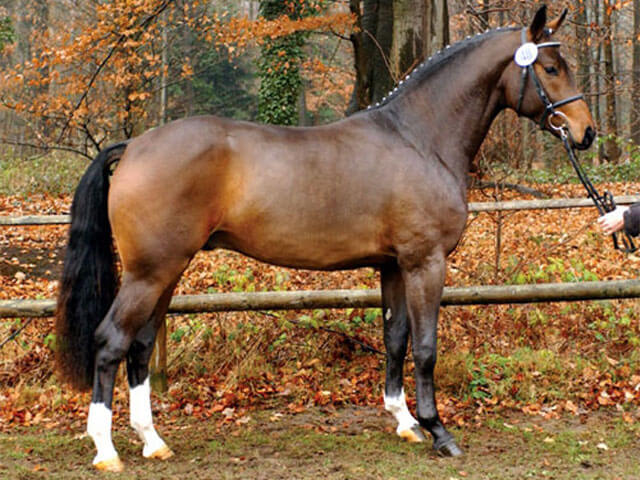 race-cheval-westphalien-caractere-prix