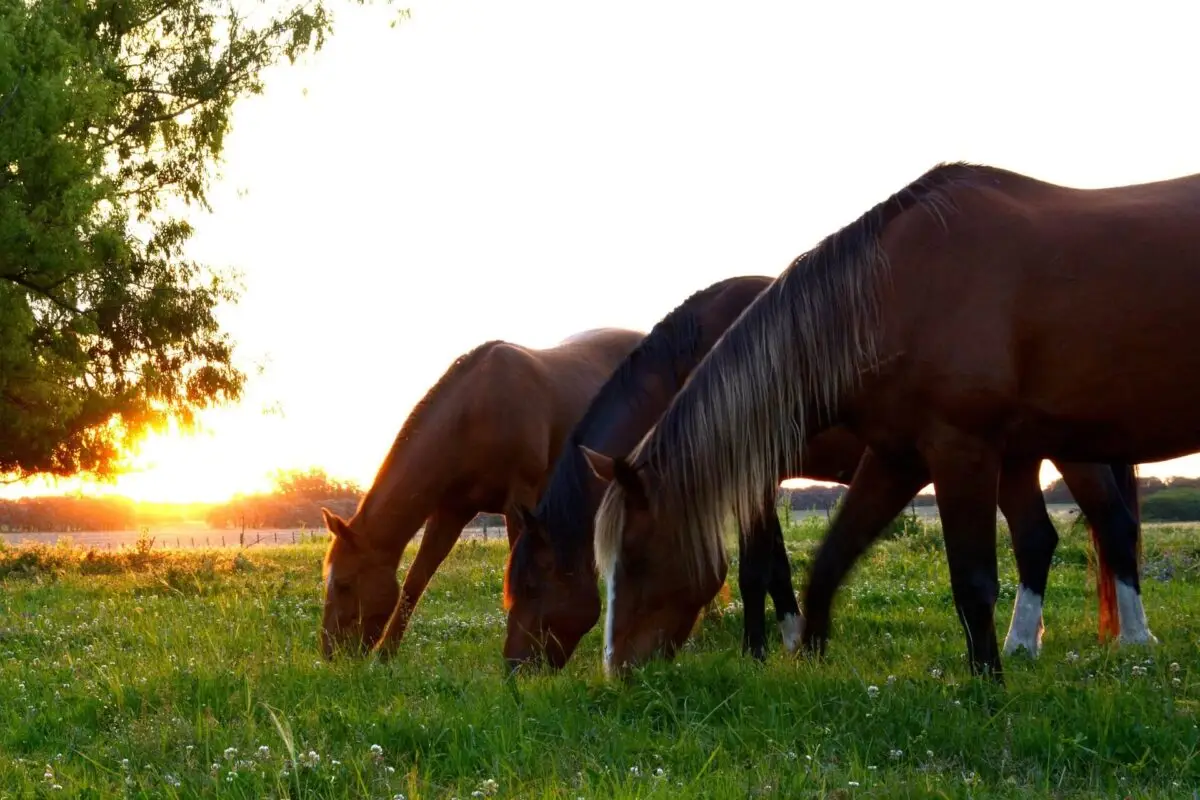 races-chevaux-les-plus-connues